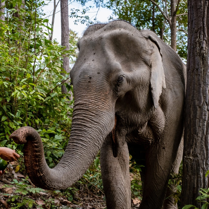 Elefantes en Tailandia