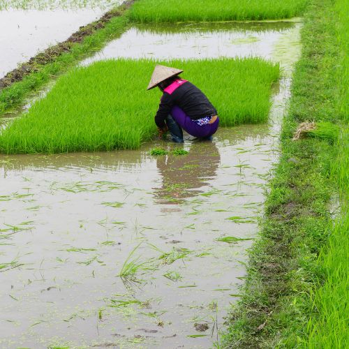 Arrozales SAPA, Vietnam