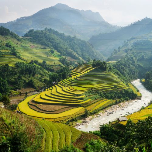 Arrozales de Vietnam