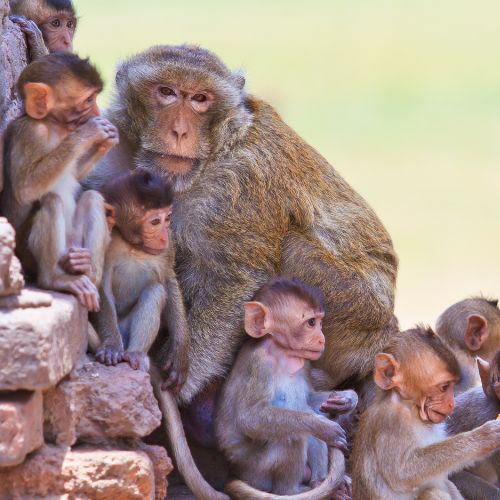 Monos de Lopburi