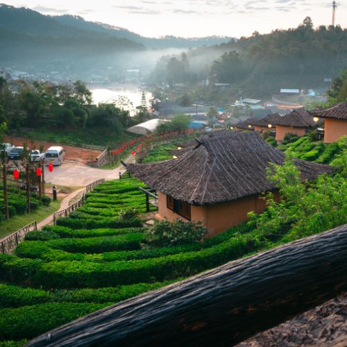 Mae Hong Son Tea