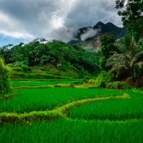 Arrozales Mai Chau