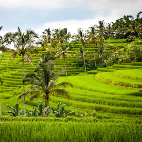 Terrazas-arroz-Jatiluwih