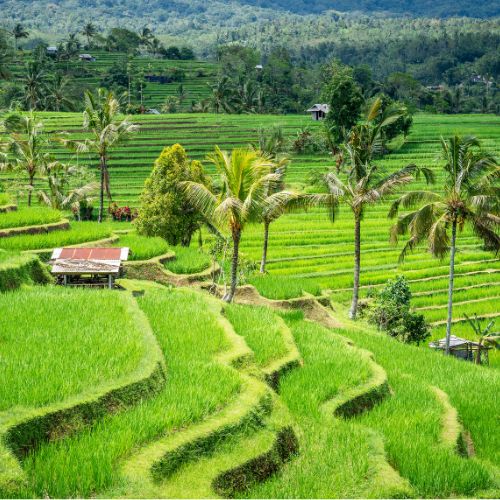 Terrazas arroz Jatiluwih