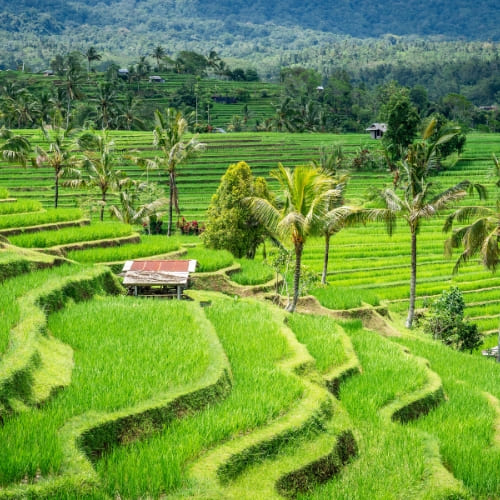 Terrazas de arroz de Jatiluwih durante un viaje a Bali en 10 días