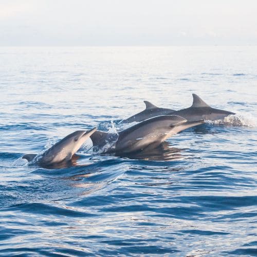 Lovina, avistamiento de delfines