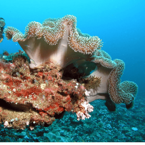 Viaje-a-Maldivas Viajes a Maldivas<br />