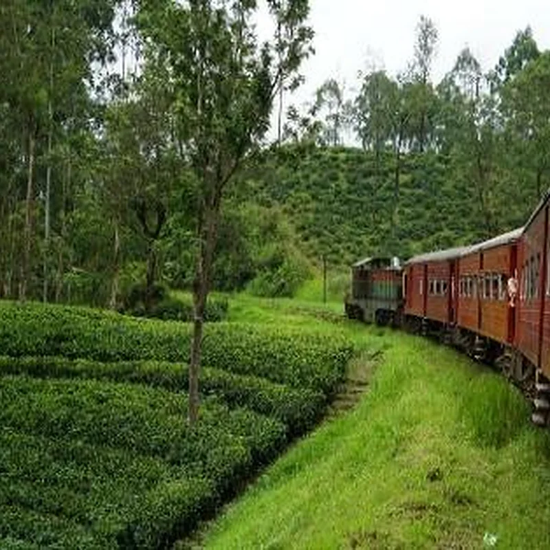 Tren de Nanu Oya a Ella entre plantaciones de té