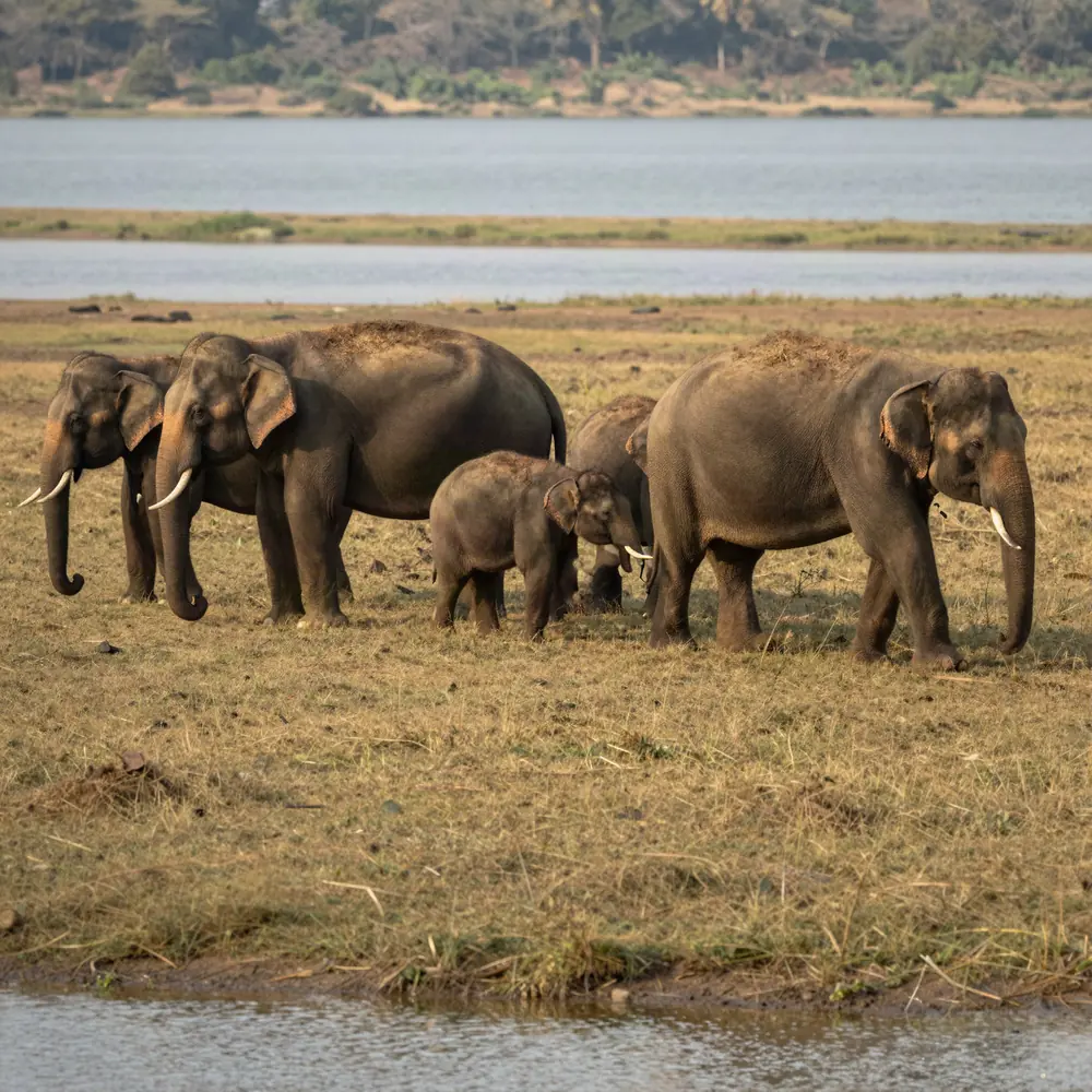 Elefantes en libertad durante un safari en Sri Lanka