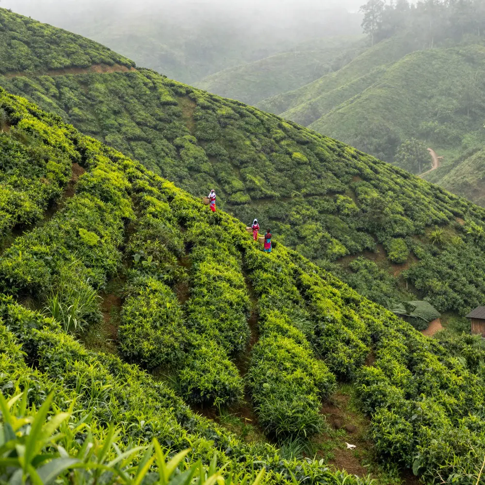 Plantación de té en las tierras altas de Sri Lanka