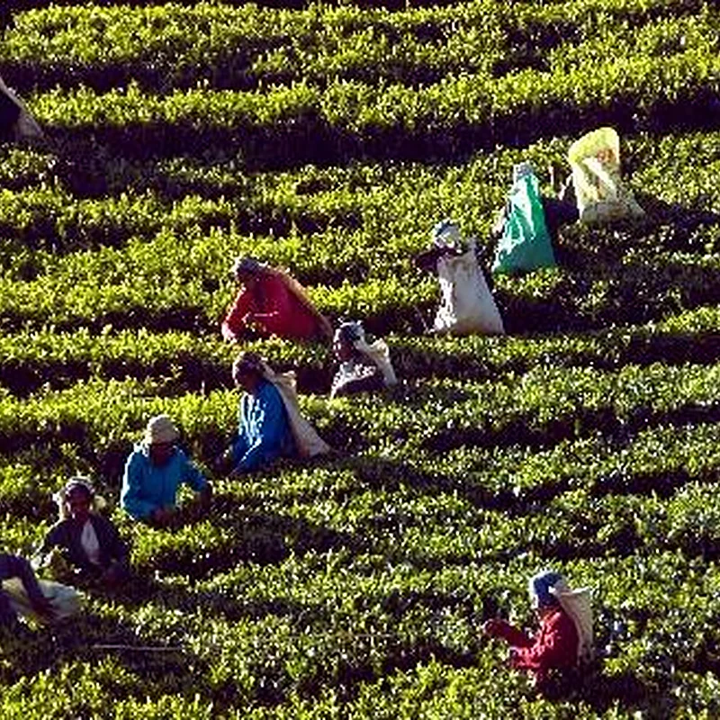 Recolectoras de té en una plantación de las tierras altas