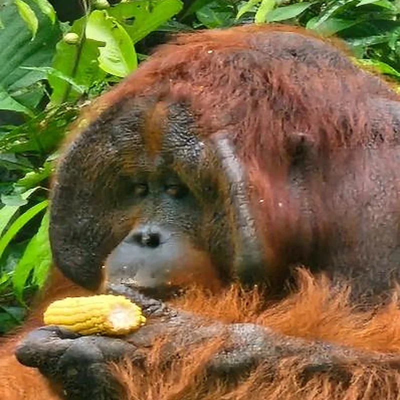 Viaje a Indonesia 12 días - Orangután en Borneo